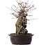 Acer buergerianum, 39 cm, ± 10 años