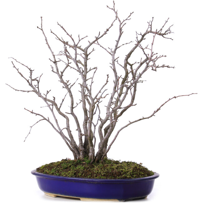 Pourthiaea villosa, 42 cm, ± 10 anni