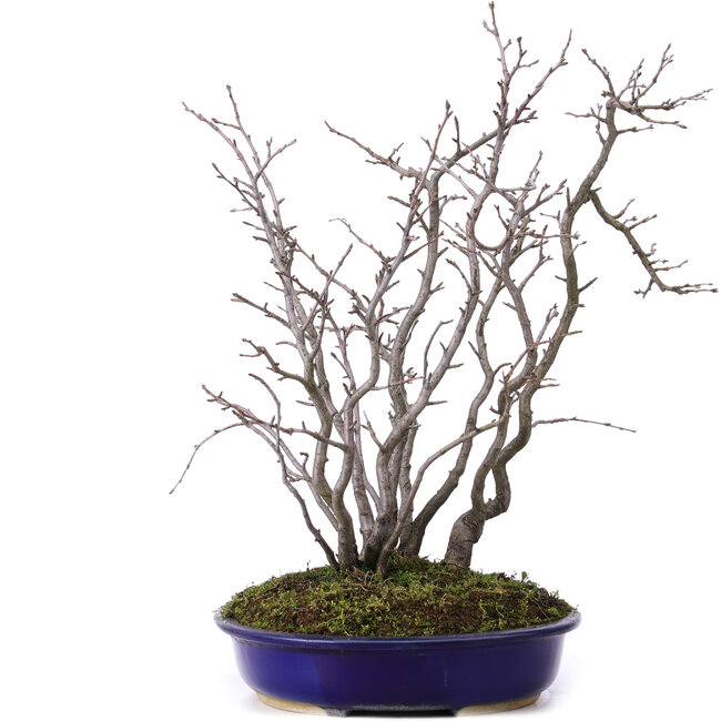 Pourthiaea villosa, 42 cm, ± 10 years old