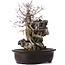 Acer buergerianum, 39 cm, ± 10 años