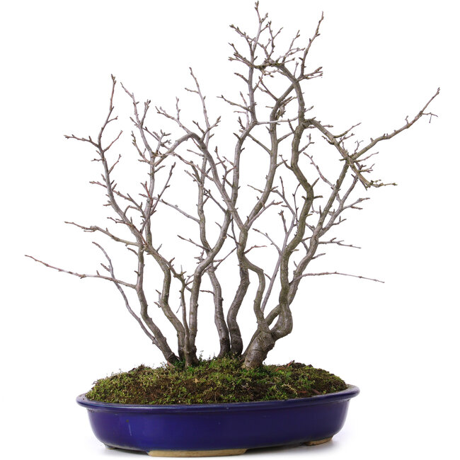 Pourthiaea villosa, 42 cm, ± 10 jaar oud