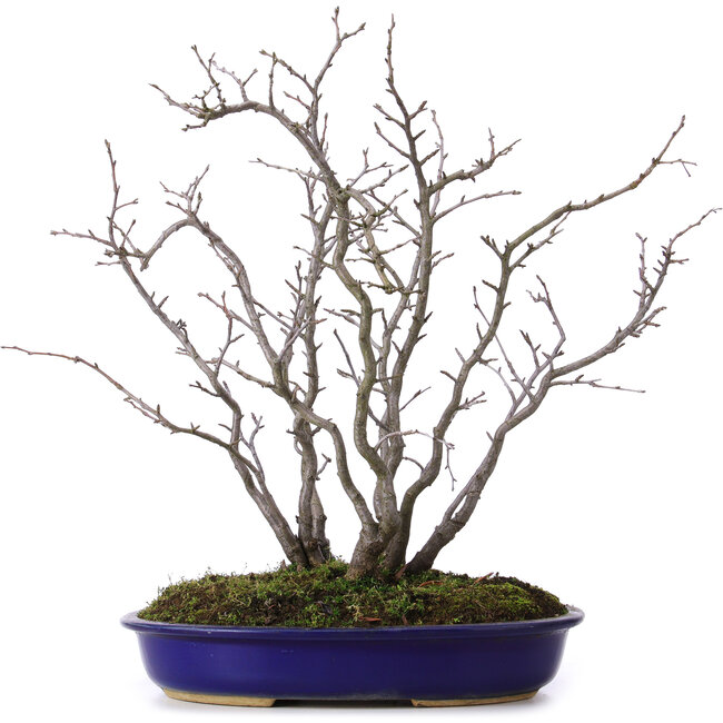 Pourthiaea villosa, 42 cm, ± 10 jaar oud