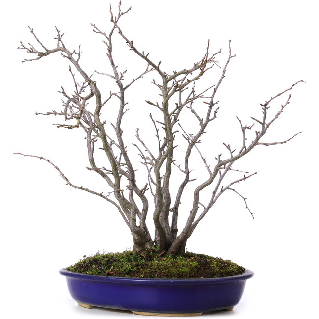 Pourthiaea villosa, 42 cm, ± 10 anni