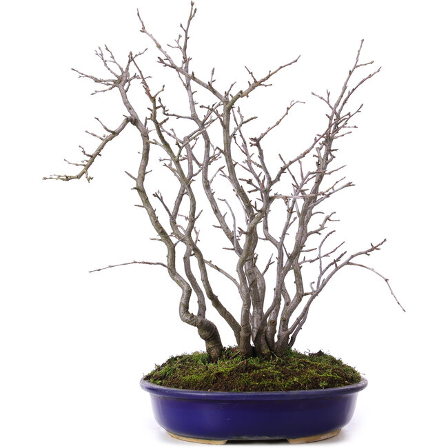 Pourthiaea villosa, 42 cm, ± 10 anni