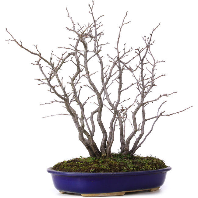 Pourthiaea villosa, 42 cm, ± 10 years old