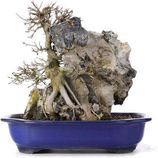 Acer buergerianum, 34 cm, ± 10 ans