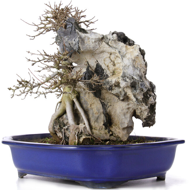 Acer buergerianum, 34 cm, ± 10 anni