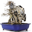 Acer buergerianum, 34 cm, ± 10 años