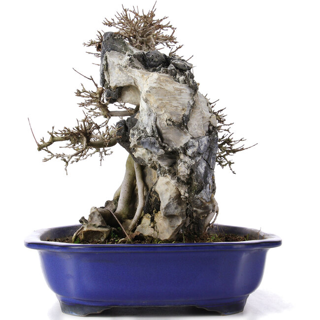 Acer buergerianum, 34 cm, ± 10 years old