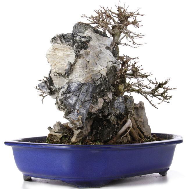 Acer buergerianum, 34 cm, ± 10 jaar oud