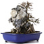 Acer buergerianum, 34 cm, ± 10 años
