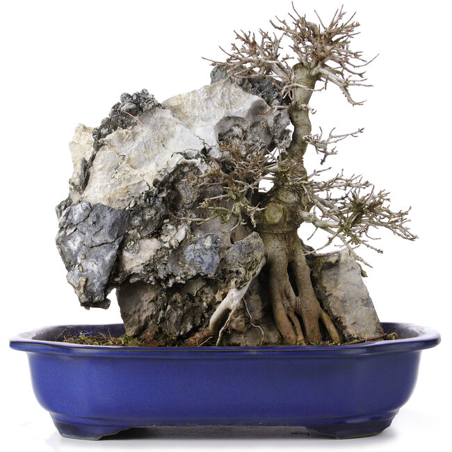 Acer buergerianum, 34 cm, ± 10 anni