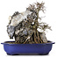 Acer buergerianum, 34 cm, ± 10 años