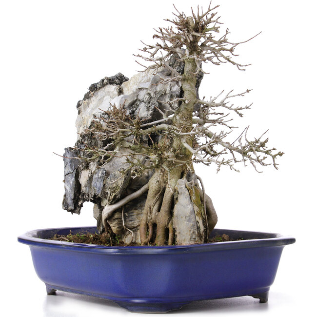 Acer buergerianum, 34 cm, ± 10 ans