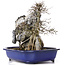 Acer buergerianum, 34 cm, ± 10 años
