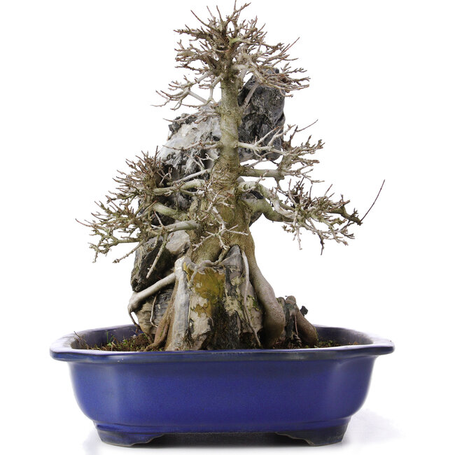 Acer buergerianum, 34 cm, ± 10 jaar oud