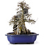 Acer buergerianum, 34 cm, ± 10 años