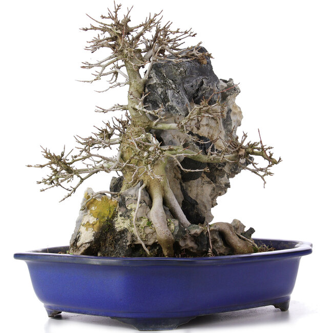 Acer buergerianum, 34 cm, ± 10 ans