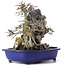 Acer buergerianum, 34 cm, ± 10 años