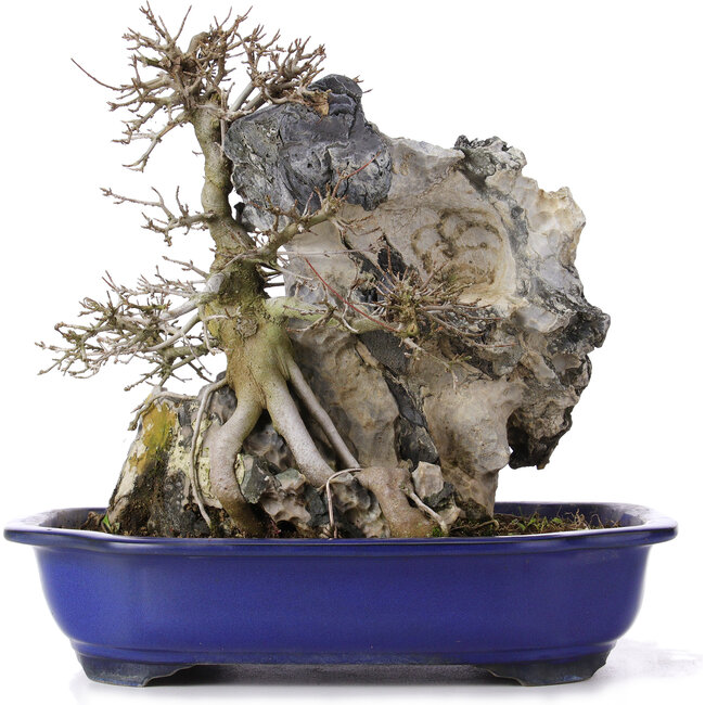 Acer buergerianum, 34 cm, ± 10 años