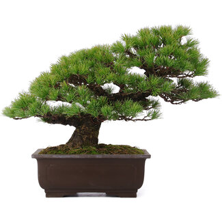 Pinus parviflora, 39 cm, ± 25 Jahre alt