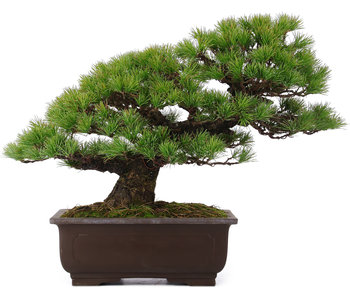 Pinus parviflora, 39 cm, ± 25 años