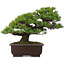 Pinus parviflora, 39 cm, ± 25 anni