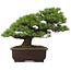 Pinus parviflora, 39 cm, ± 25 years old