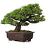 Pinus parviflora, 39 cm, ± 25 years old