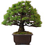 Pinus parviflora, 39 cm, ± 25 ans