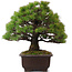 Pinus parviflora, 39 cm, ± 25 Jahre alt