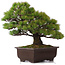 Pinus parviflora, 39 cm, ± 25 anni