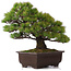 Pinus parviflora, 39 cm, ± 25 years old