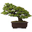 Pinus parviflora, 39 cm, ± 25 ans