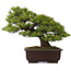 Pinus parviflora, 39 cm, ± 25 years old