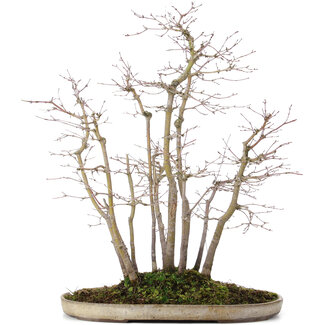 Acer palmatum, 51 cm, ± 20 anni
