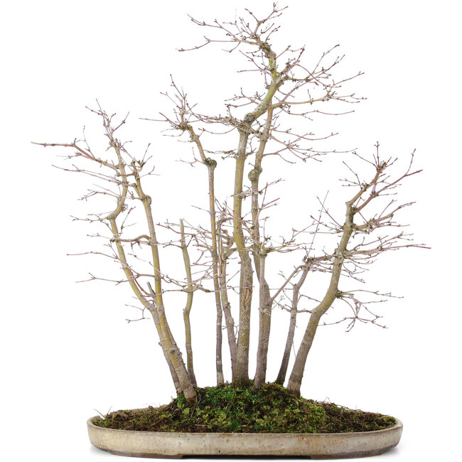 Acer palmatum, 51 cm, ± 20 anni, in un vaso con una scheggiatura