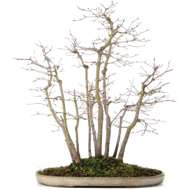 Acer palmatum, 51 cm, ± 20 years old, in a pot with a chip