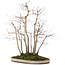 Acer palmatum, 51 cm, ± 20 years old, in a pot with a chip