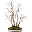 Acer palmatum, 51 cm, ± 20 years old, in a pot with a chip