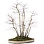 Acer palmatum, 51 cm, ± 20 years old, in a pot with a chip