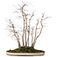 Acer palmatum, 51 cm, ± 20 anni, in un vaso con una scheggiatura