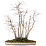 Acer palmatum, 51 cm, ± 20 jaar oud, in pot met chip