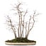 Acer palmatum, 51 cm, ± 20 years old, in a pot with a chip