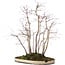 Acer palmatum, 51 cm, ± 20 years old, in a pot with a chip