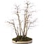 Acer palmatum, 51 cm, ± 20 years old, in a pot with a chip