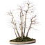 Acer palmatum, 51 cm, ± 20 jaar oud, in pot met chip