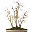 Acer palmatum, 51 cm, ± 20 jaar oud, in pot met chip