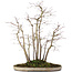 Acer palmatum, 51 cm, ± 20 Jahre alt, in einem Topf mit Chip