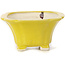 Pot à bonsaï carré jaune par Seto - 95 x 95 x 50 mm
